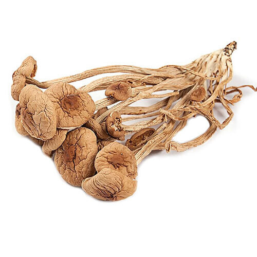 MUSHROOM CHA SHU GU 白茶树菇