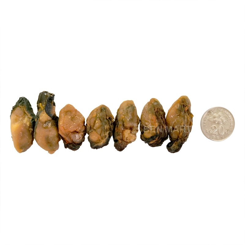OYSTER DRIED SUNFLOWER 太阳菊蚝士 (SS)