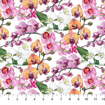 Orchids In Bloom - Orchids On White