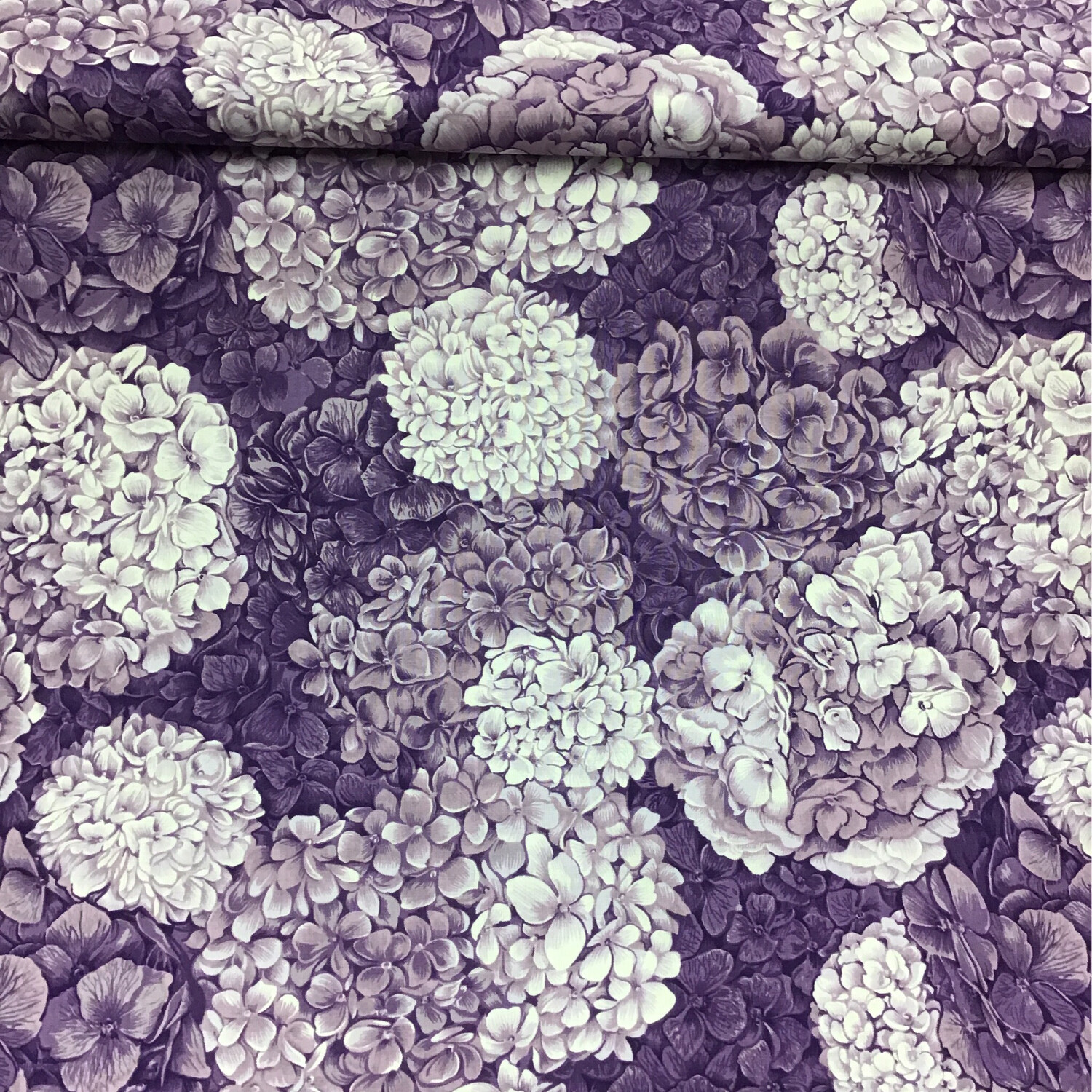 Hydrangea Purple