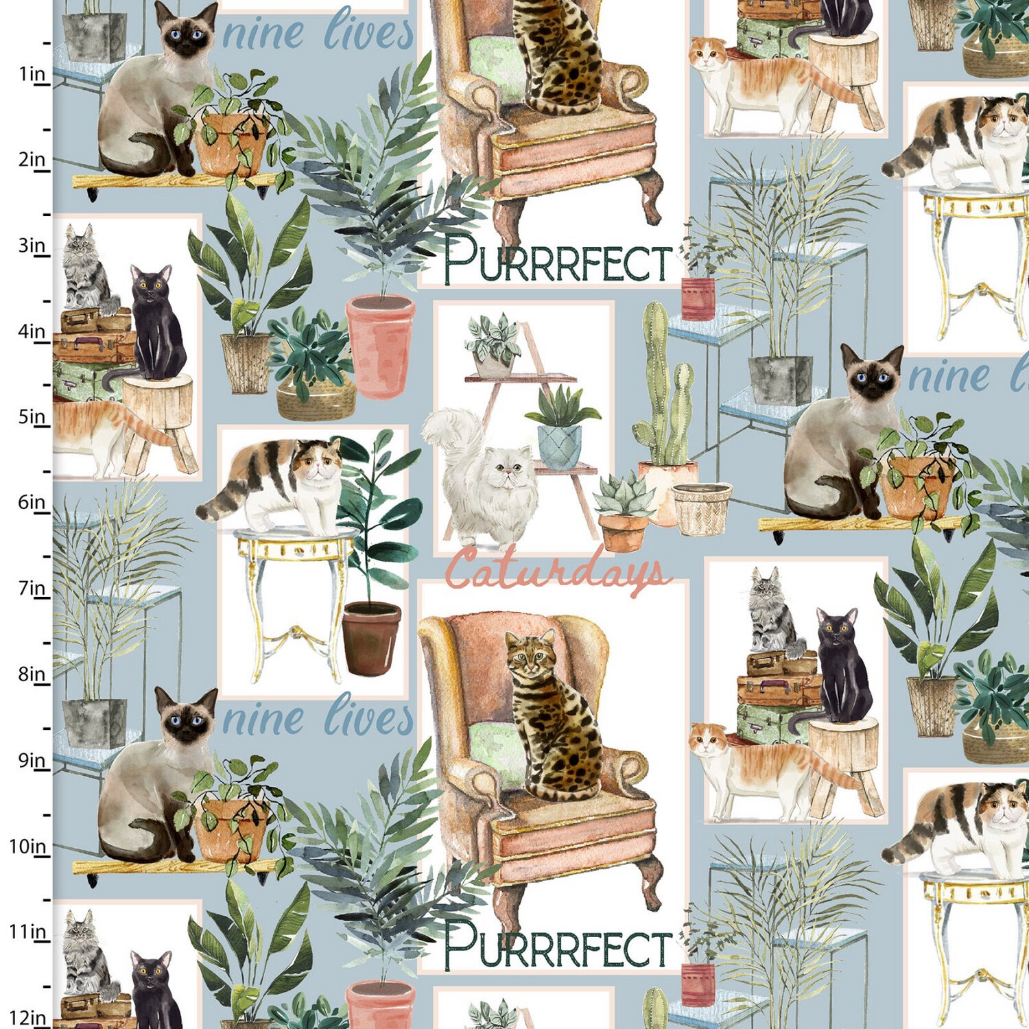 Everyday Is Caturday - House Cats