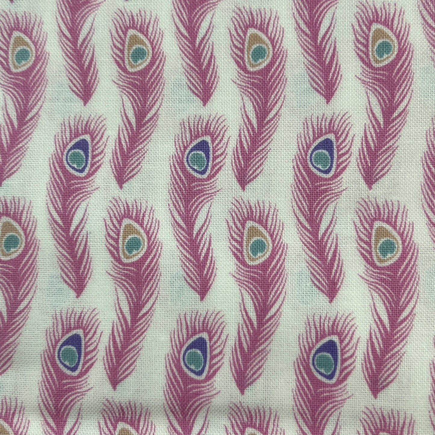 Pink Peacock Feathers