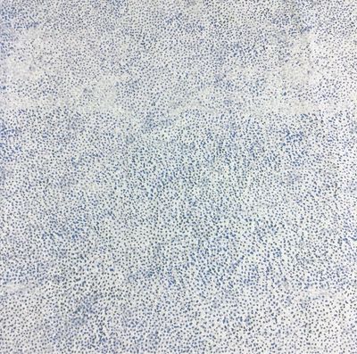 Italian Sheeting- Blue