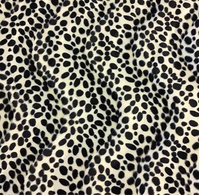 Velvet- Dalmatian