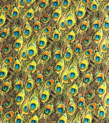 Peacock Feathers