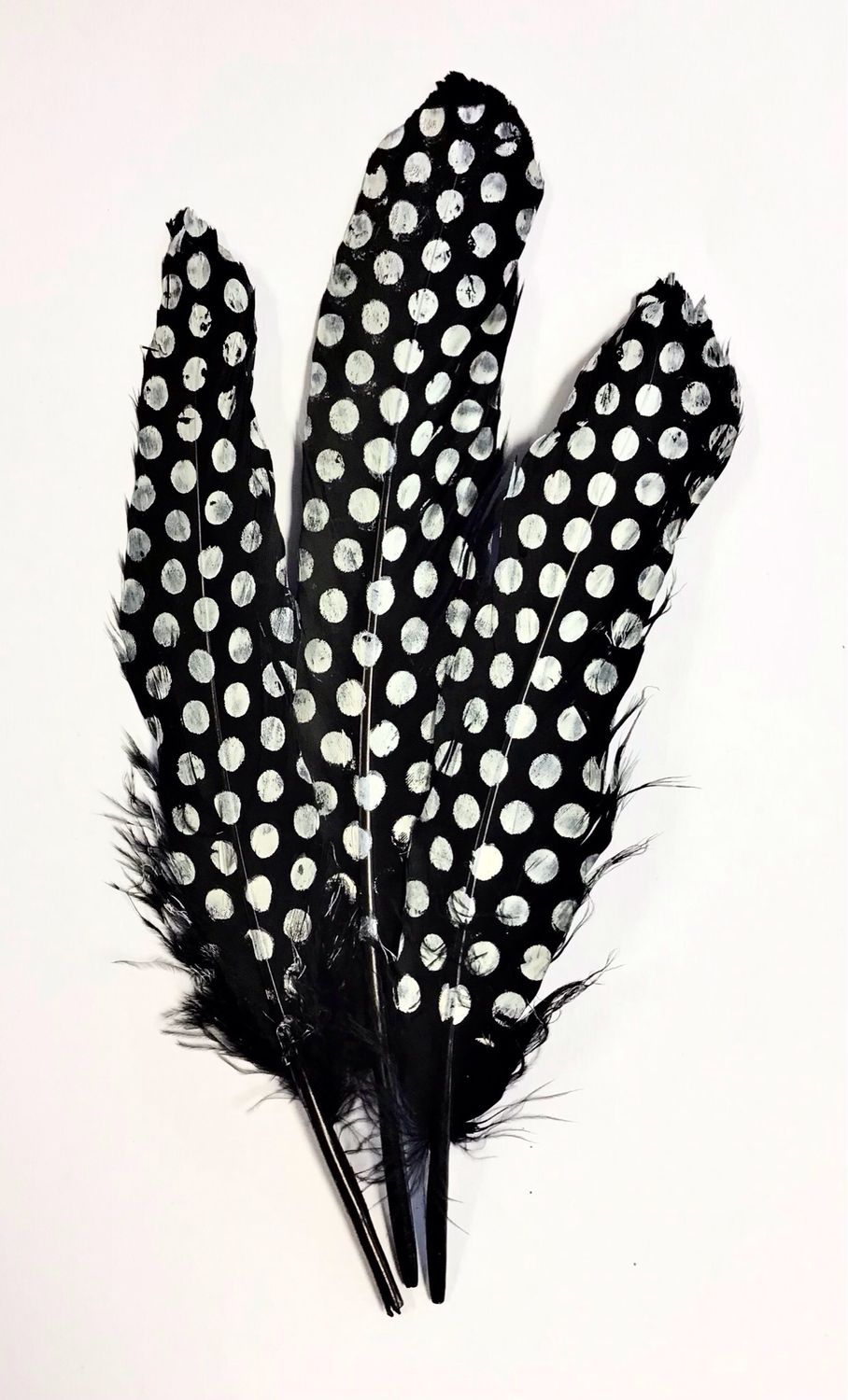 Goose Feathers- Black with White Dots