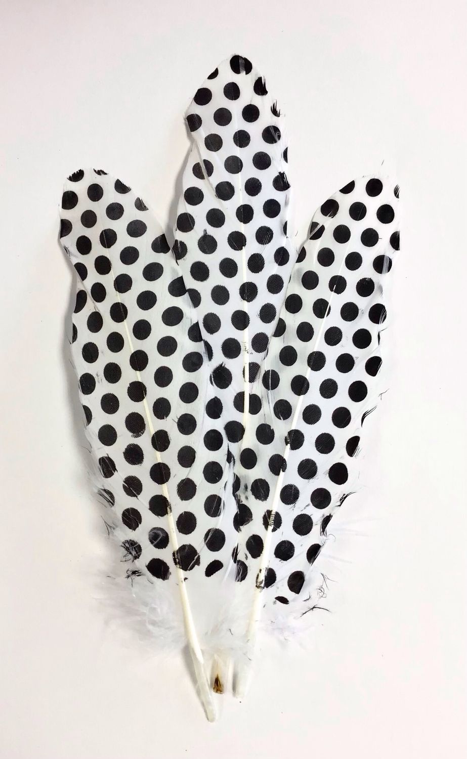 Goose Feathers- White with Black Dots