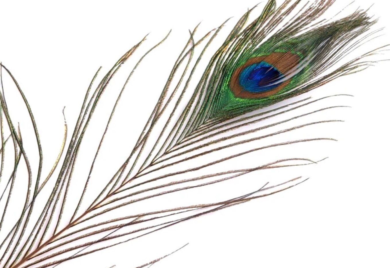 Peacock Feather length 70-110 cm