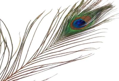 Peacock Feather length 70-110 cm Peacock Feather length 70-110 cm
