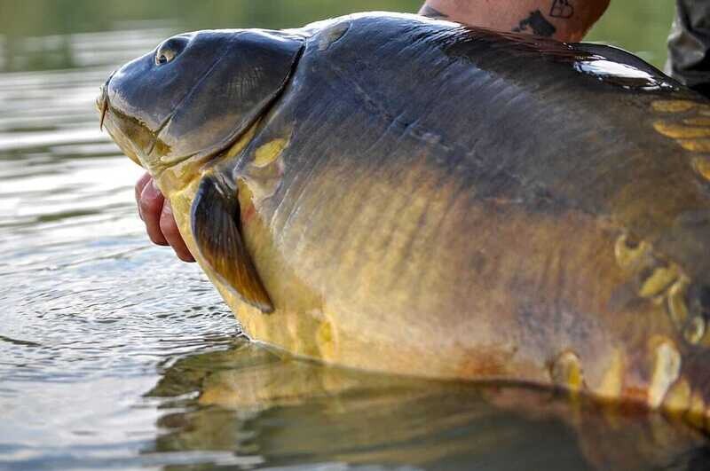 CURA DEL PESCE