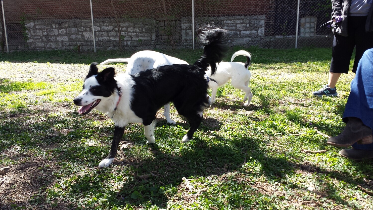 Dog Park Membership - One Dog Dog Park Membership - One Dog