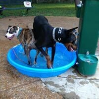 Dog Park Membership - Two Dogs Dog Park Membership - Two Dogs