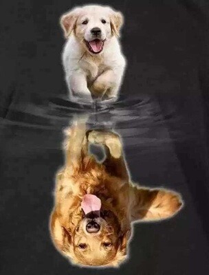 Diamond Painting Puppy versus Labrador