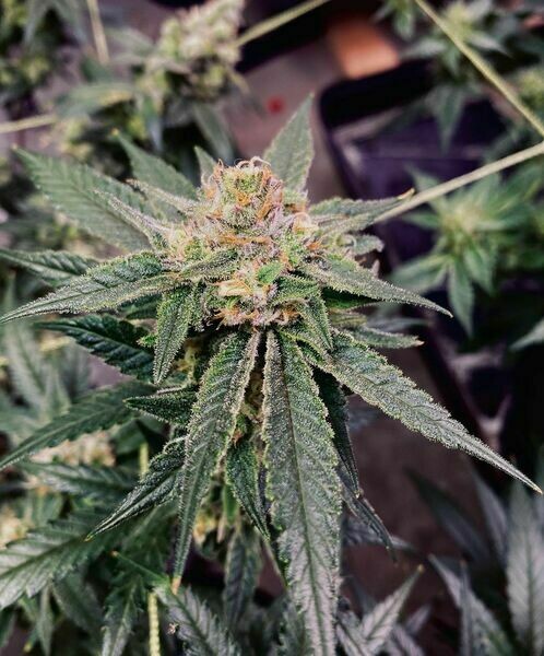 Jungle Kush