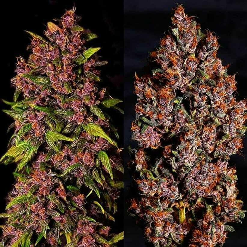 medical meds