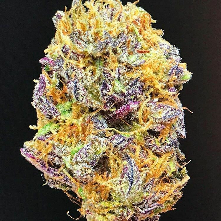 Durban Poison