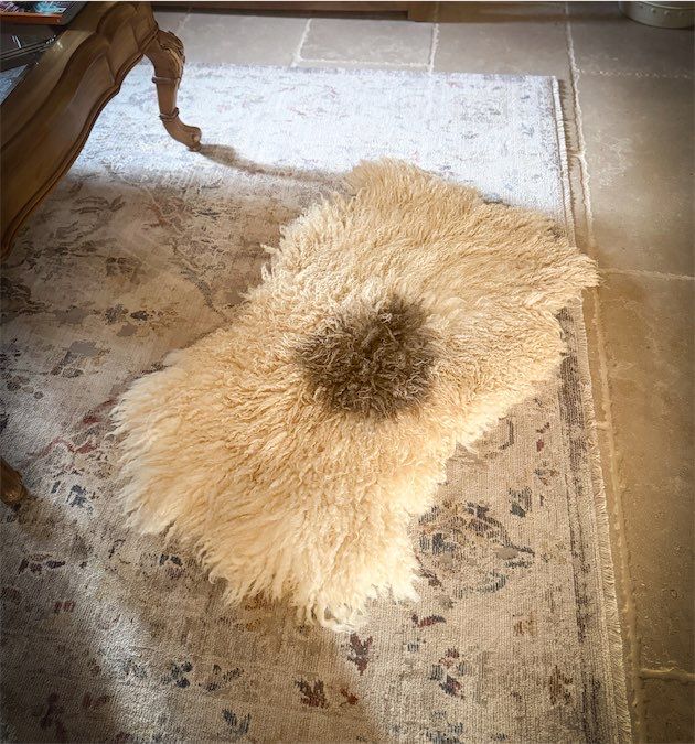 Felted Fleece Rug -  329