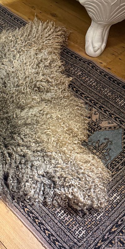 Luxurious Gotland Felted Fleece Rug - 341 Luxurious Gotland Felted Fleece Rug - 341