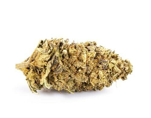 PURPLE GG #4