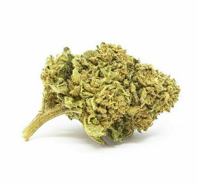 GORILLA GLUE