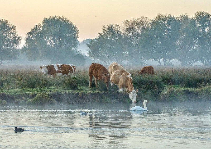 Cow &amp; Swan
