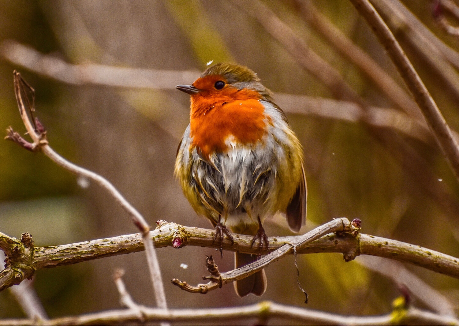 Robin