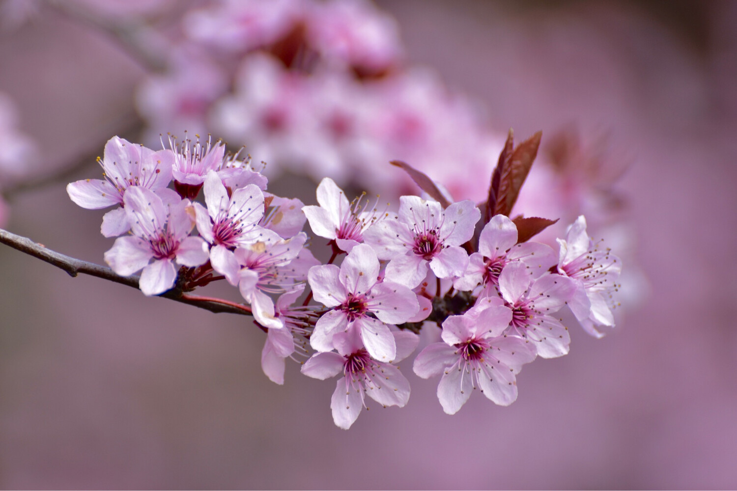 Spring Blossom