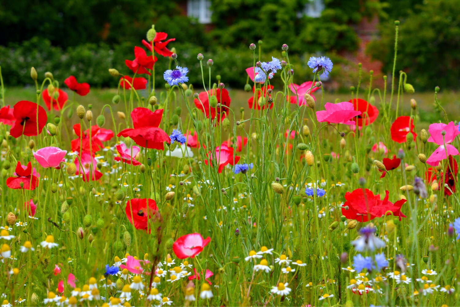 Wildflowers