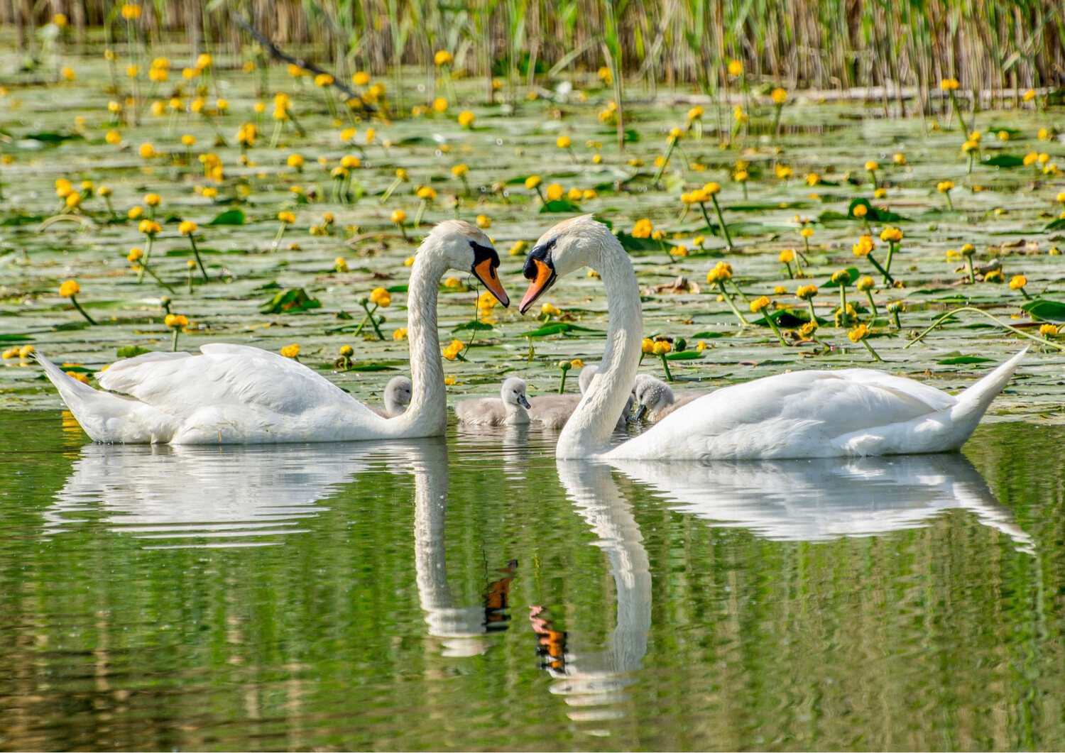Swan Family Love
