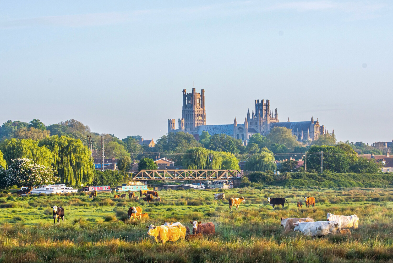 Ely Cathedral with Cows