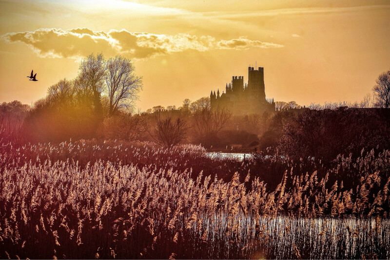 Ely Cathedral Through Reeds