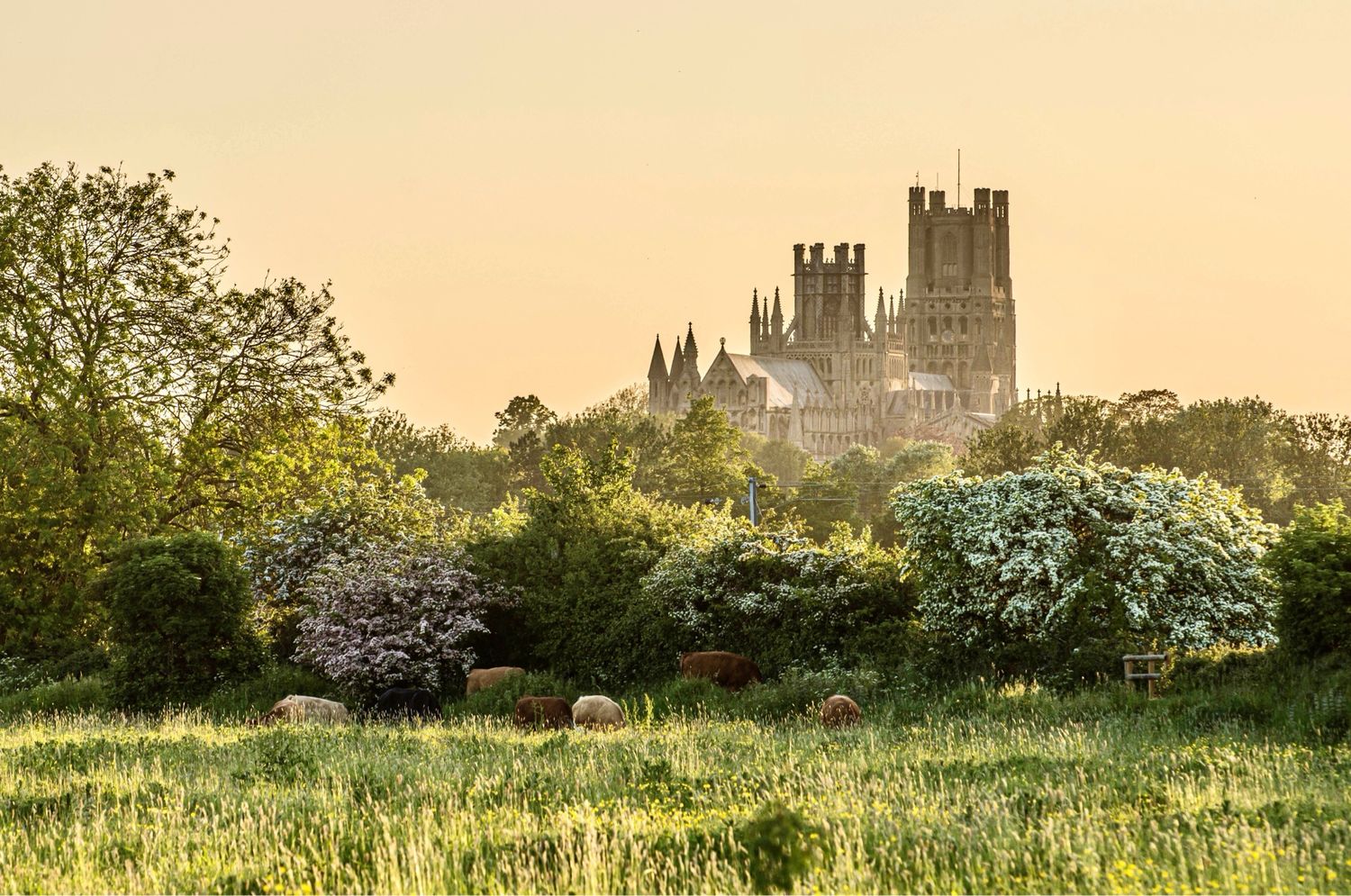 Ely Cathedral with May Blossom At Sunset