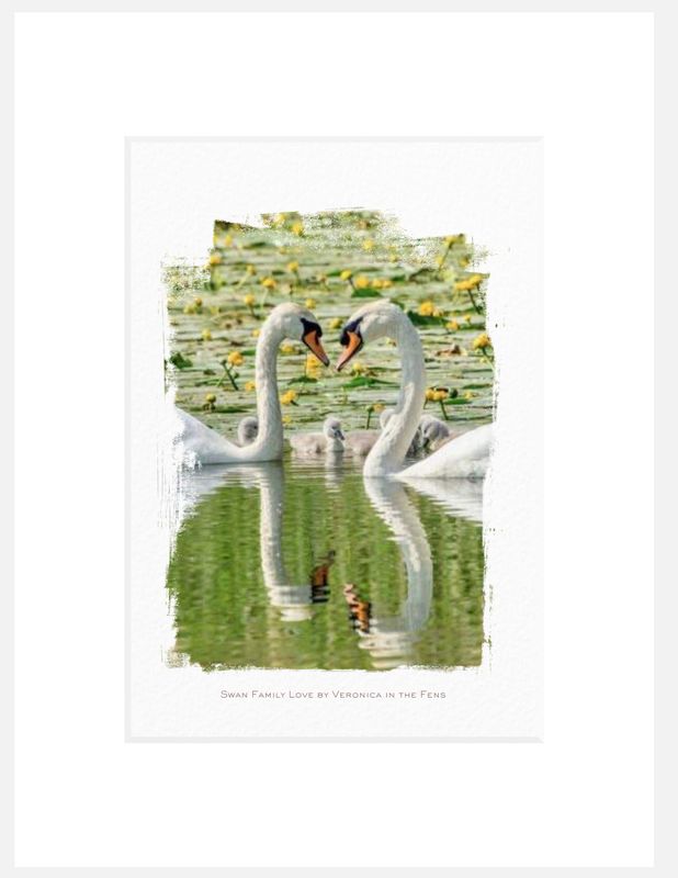 Art Print - Swan Love