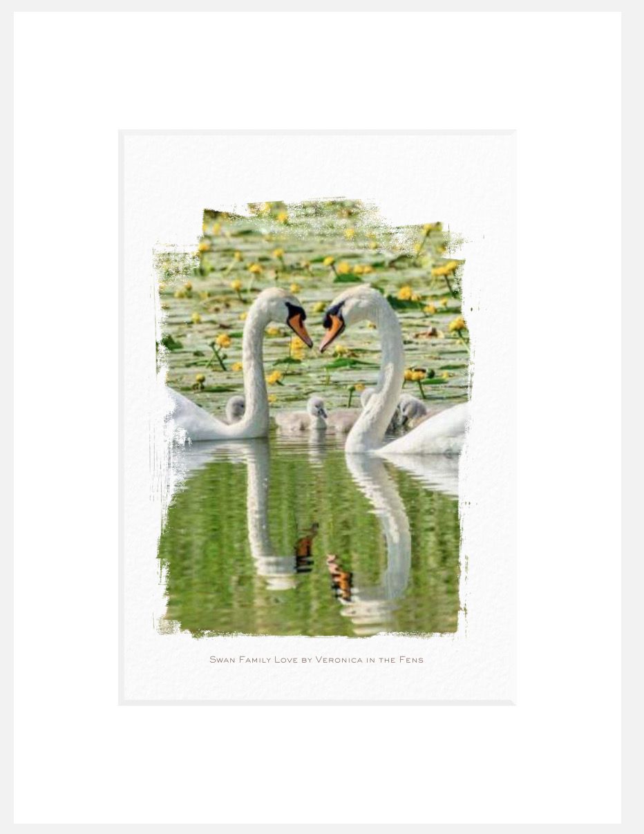 Art Print - Swan Love