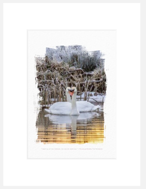 Art Print - Winter Swan Heart