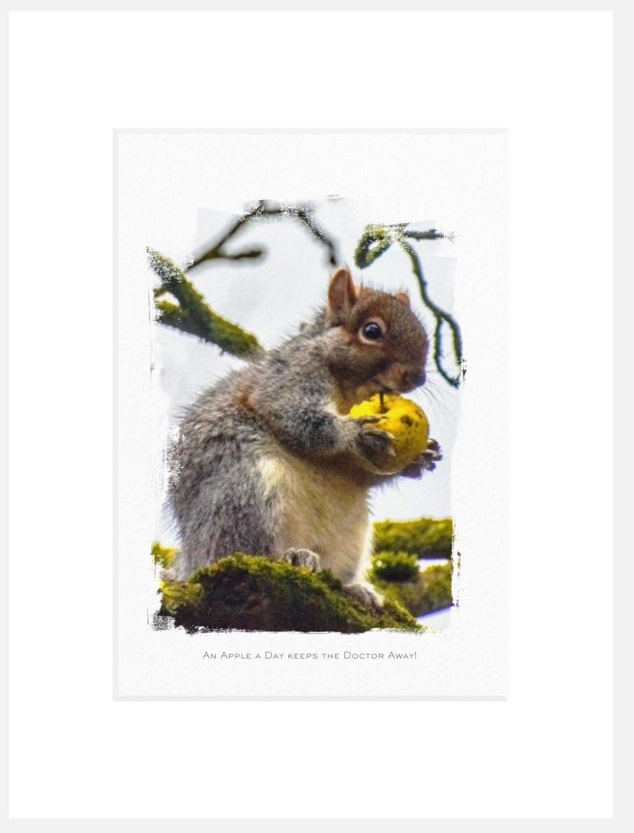 Art Print - Apple &amp; Squirrel