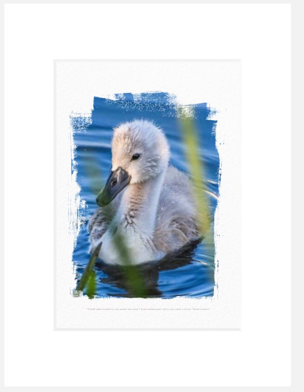Art Print - Cutest Cygnet