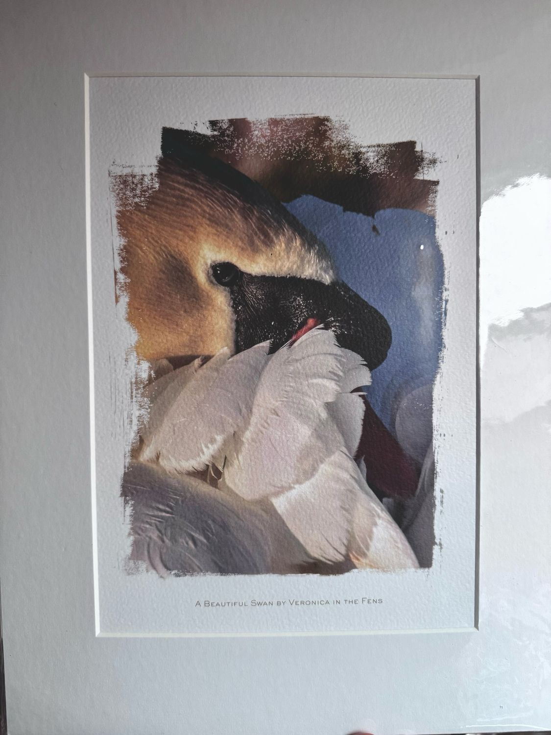 Art Print - Swan Close Up