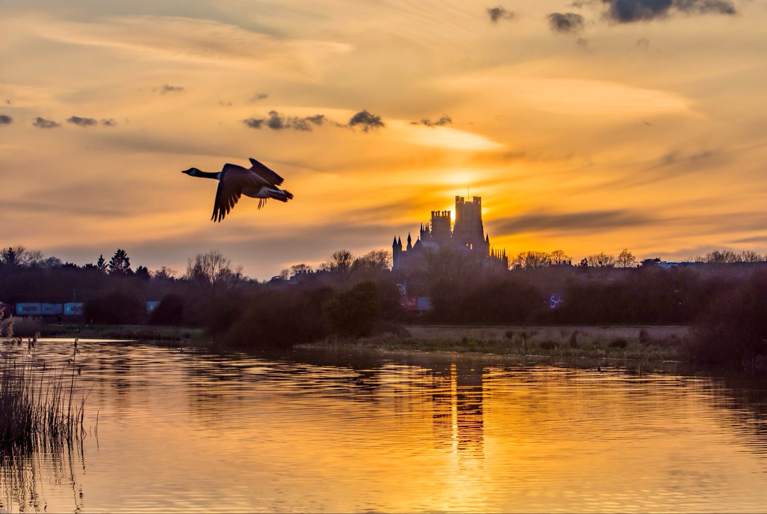 Ely Cathedral Sunset With A Goose