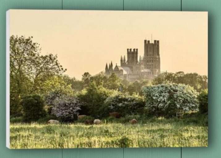 Canvas - Ely Cathedral May Cows (UK Only).