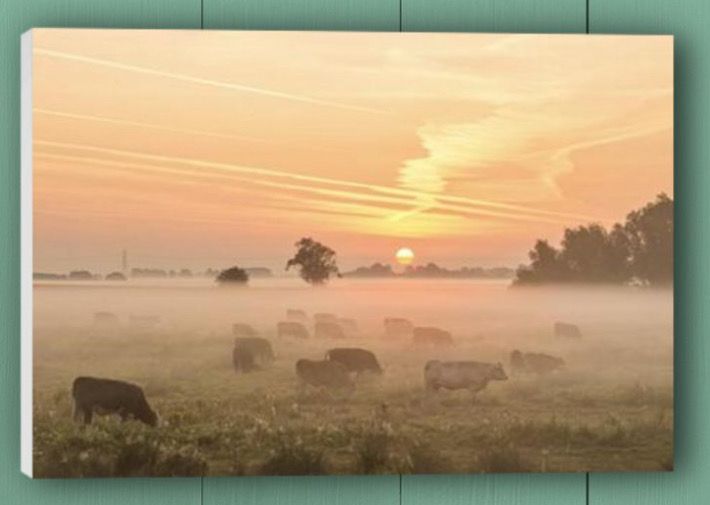 Canvas - Ely Cows At Sunrise (UK Only).