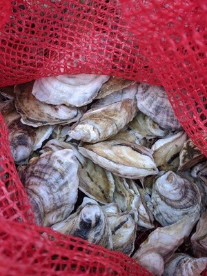 Shigoku Oysters 