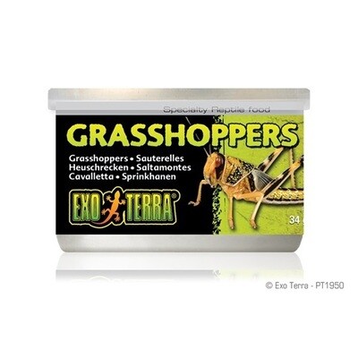 Exo Terra Wild Grasshoppers