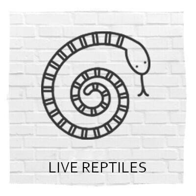 Live Reptiles