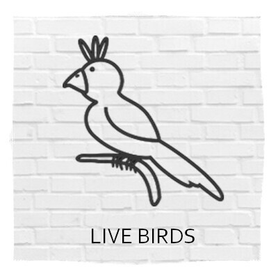 Live Birds