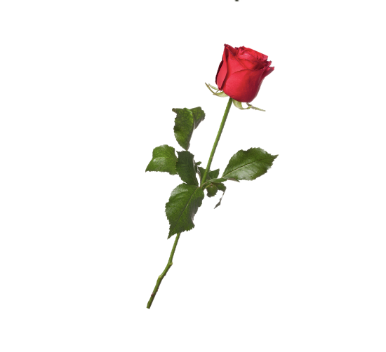 Single Rose
