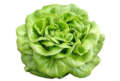 Netherlands Breed Butterhead