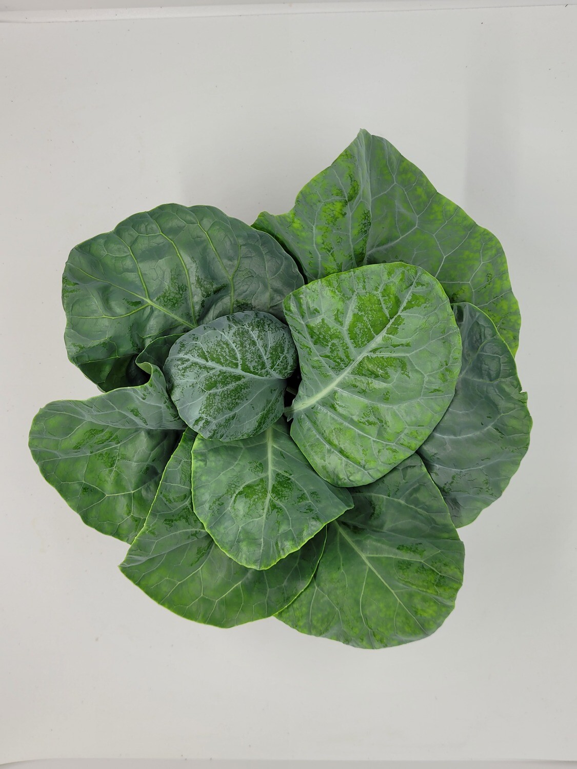 Japanese Breed Japanese Kale