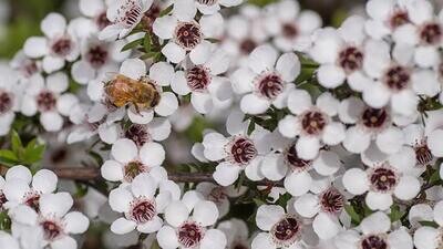 Manuka Honey