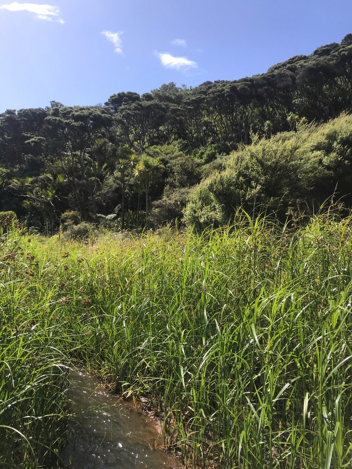 Jan.2025 Te Henga PET Jar 500g